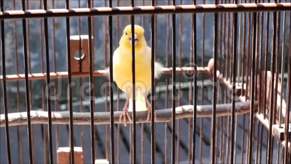 美丽的金丝雀鸟的声音视频的预览图