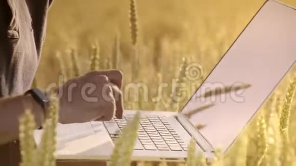 农艺师在麦田的笔记本电脑上工作手打字手提电脑视频的预览图