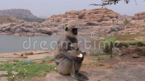 兰古尔猴子住在人附近视频的预览图