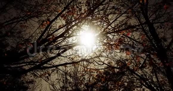 神秘的黑暗森林树木在天空日落时剪影在自然背景下太阳耀斑光线在森林中飞舞概念视频的预览图