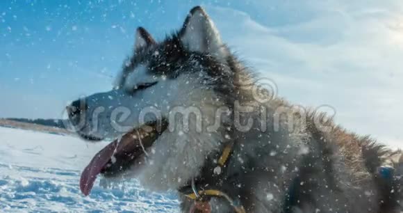 CINEMAGRAPH4K降雪有一幅冬天美丽的狗画像视频的预览图