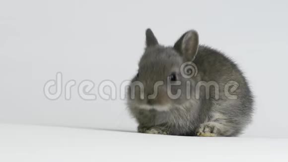 灰兔在工作室视频的预览图