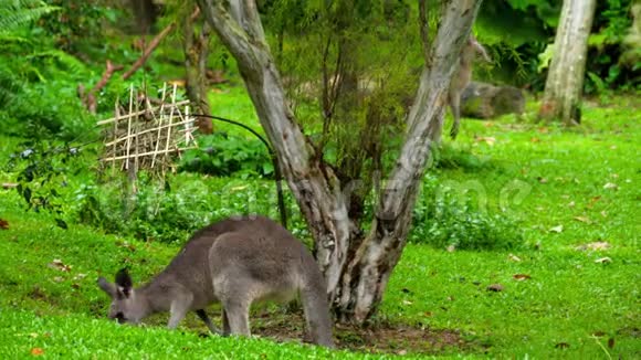袋鼠在狩猎公园吃草视频的预览图