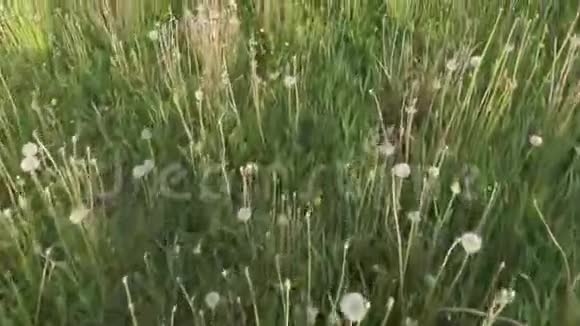 蒲公英的夏天视频的预览图