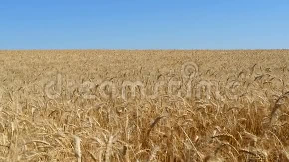 成熟的小麦准备收割蓝天背景上的麦田栽培和收获金色的麦田视频的预览图