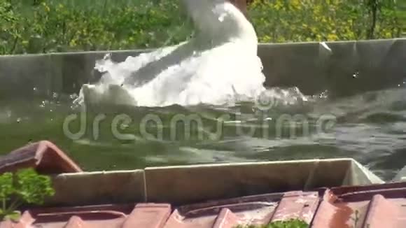 鹅洗自我1视频的预览图