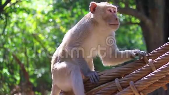 棕色毛茸茸的猴子爬吊带视频的预览图