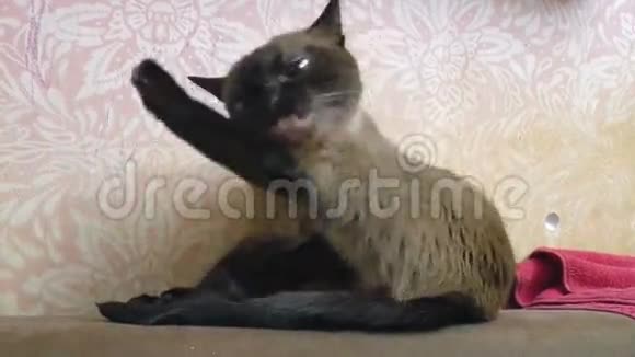 暹罗猫视频的预览图