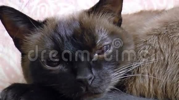 暹罗猫视频的预览图