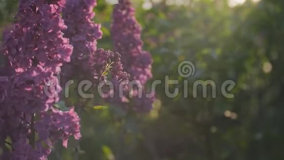 夕阳下春风拂面的丁香花视频的预览图