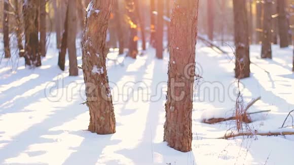 冬天日落时的森林摄像机从下往上移动视频的预览图