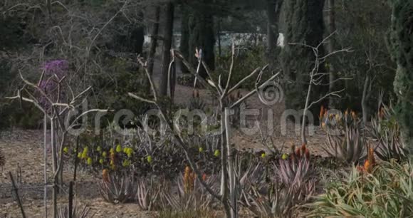 巴海花园的植物和树木以色列阿克里视频的预览图