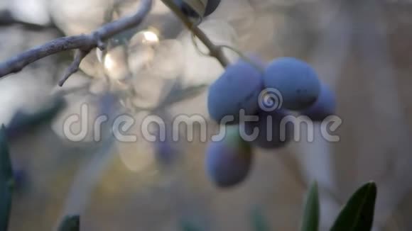 黑色橄榄枝与橄榄视频的预览图