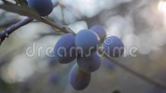 黑色橄榄枝与橄榄视频的预览图