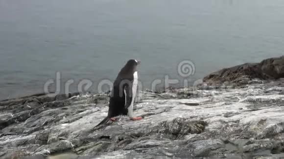 企鹅鸟在南极海洋的雪漠海岸线上视频的预览图