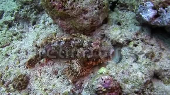 马尔代夫海底的石鱼面具视频的预览图