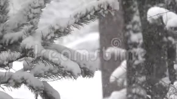 雪杉降雪圣诞节的样子视频的预览图