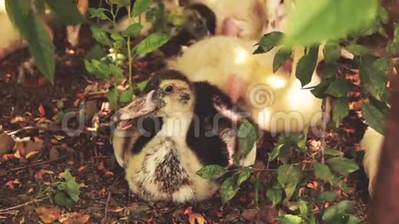 在一个阳光明媚的好日子里小鸡们去散步有趣的肮脏的小鸭子在绿树下寻找食物和休息在舞会上的乐趣视频的预览图
