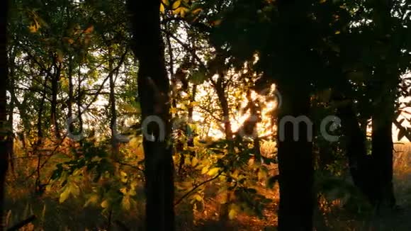 日落时长满了不通的森林阳光穿过树枝自然背景视频的预览图