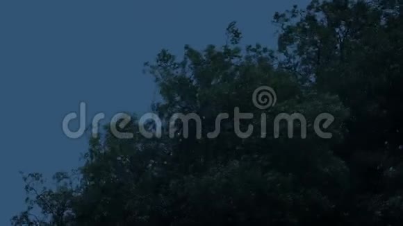 暴风雨之夜的树梢视频的预览图