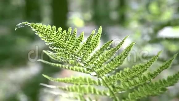 蕨类植物视频的预览图