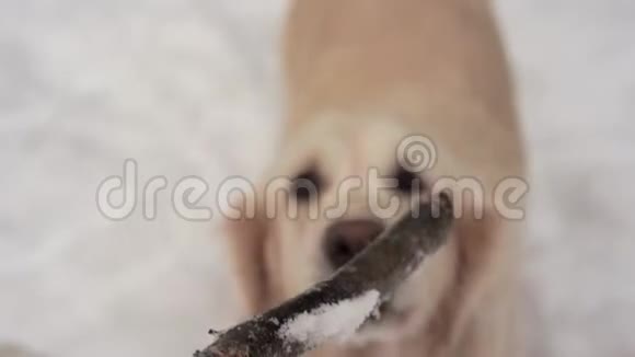 大自然中的宠物一只美丽的金毛猎犬在冬天白雪覆盖的森林里用棍子和主人玩耍视频的预览图
