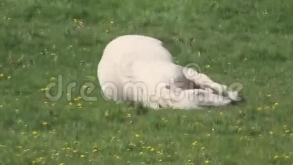 一匹母马在田野里滚动视频的预览图