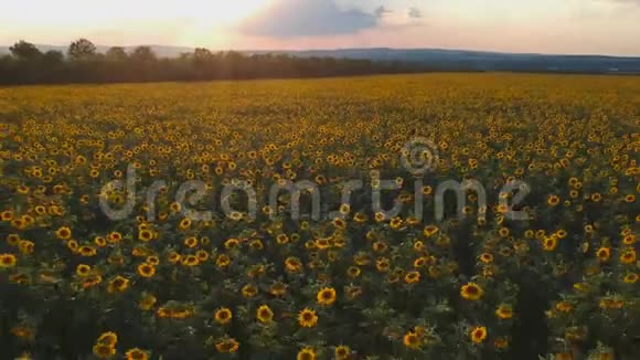 农业概念夏季向日葵的空中射击场视频的预览图
