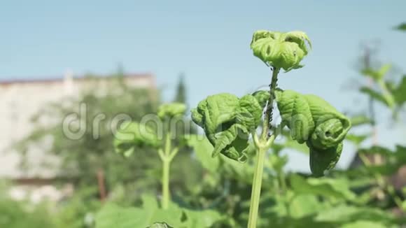 卡利纳有害昆虫蚜虫的叶片受损视频的预览图