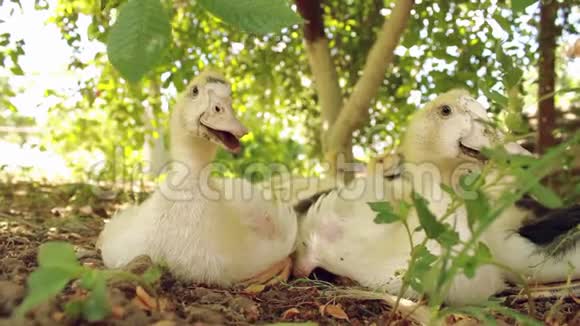 在一个阳光明媚的好日子里小鸡们去散步有趣的肮脏的小鸭子在绿树下寻找食物和休息在舞会上的乐趣视频的预览图