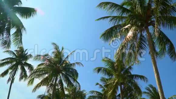 岛上的几棵棕榈树棕榈树泛着光从底部看美丽的绿棕树迎风招展视频的预览图