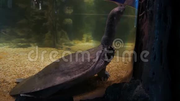 一只龟鱼缸里的软壳龟视频的预览图