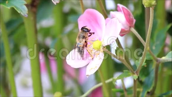蜜蜂靠近粉红色的花视频的预览图