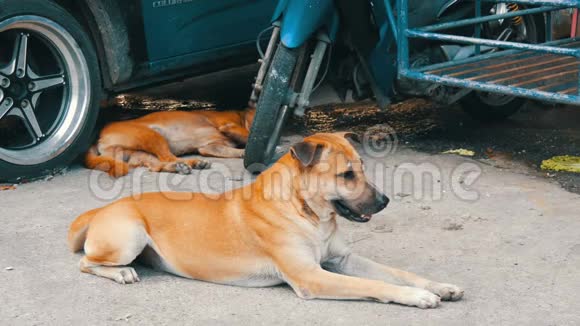 泰国一辆汽车附近的街道上躺着两只孤独的狗视频的预览图