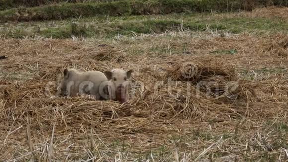 在水稻梯田上放牧的猪视频的预览图