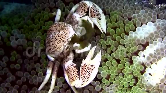 海葵上的瓷蟹和小丑鱼和虾视频的预览图