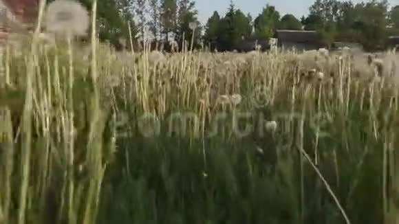 蒲公英的夏天视频的预览图