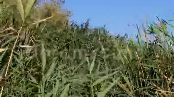 美丽的绿色芦苇视频的预览图