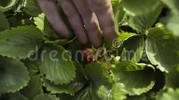 农民检查草莓灌木和浆果在上面生长视频的预览图