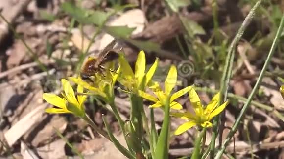 春天的花儿里有蜜蜂视频的预览图