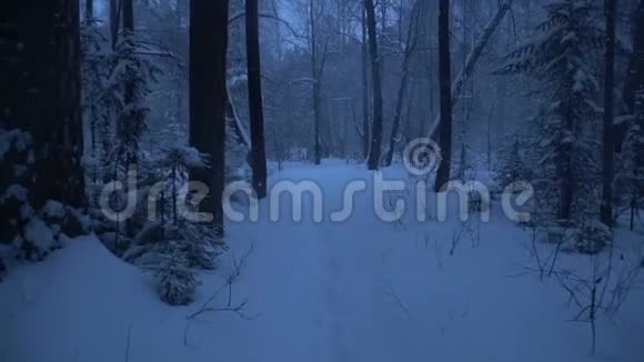 雪夜森林里的暴风雪视频的预览图