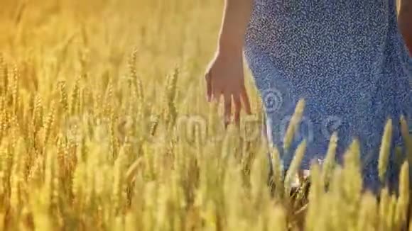 女农民在金色麦田摸小麦女人的手触摸草视频的预览图