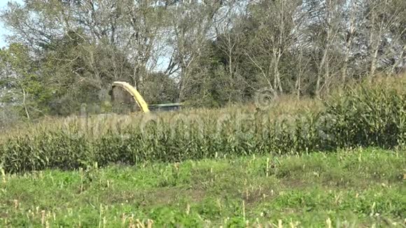 收获的玉米植株倒在地里手持的4K视频的预览图