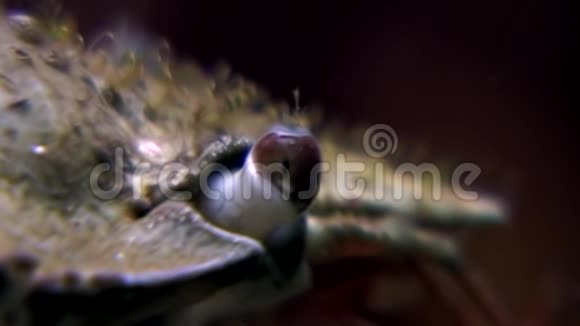 在俄罗斯白海床的水下螃蟹的眼睛很近视频的预览图