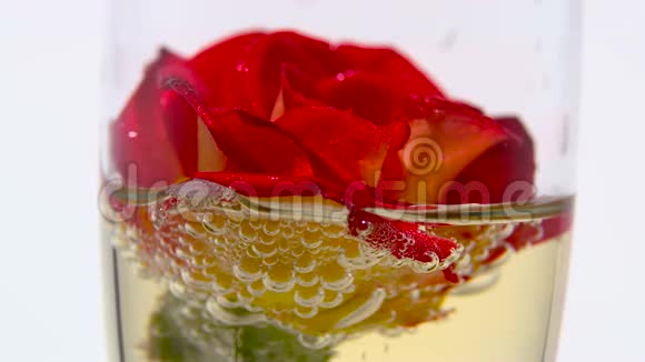 玻璃杯里的红玫瑰泡满了香槟白色背景关门视频的预览图