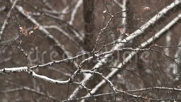 降雪视频的预览图