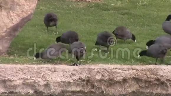 一群野鸭在公园里吃东西视频的预览图