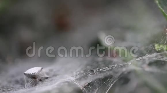 蜘蛛和餐视频的预览图