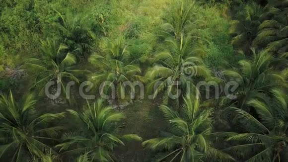 椰子棕榈园美丽的鸟瞰无人机4k视频视频的预览图
