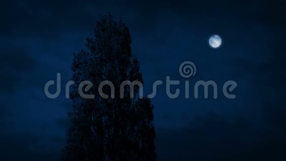 高大的树在夜晚徘徊视频的预览图